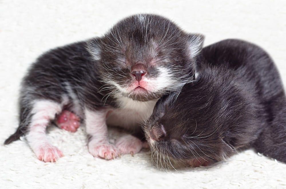 black and white newborn kittens