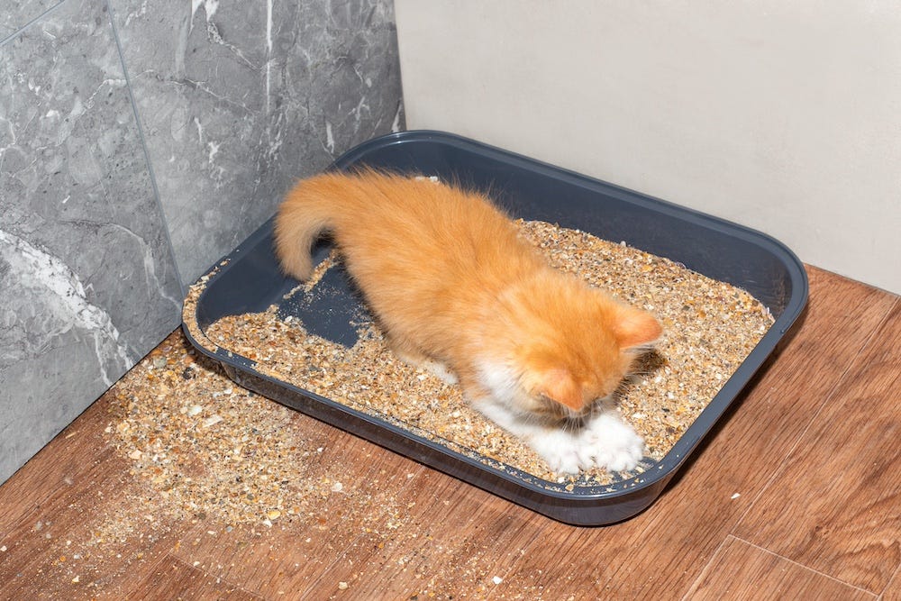 orange tabby kitten playing in litter box