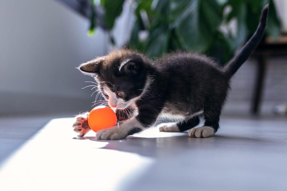 tuxedo kitten playing