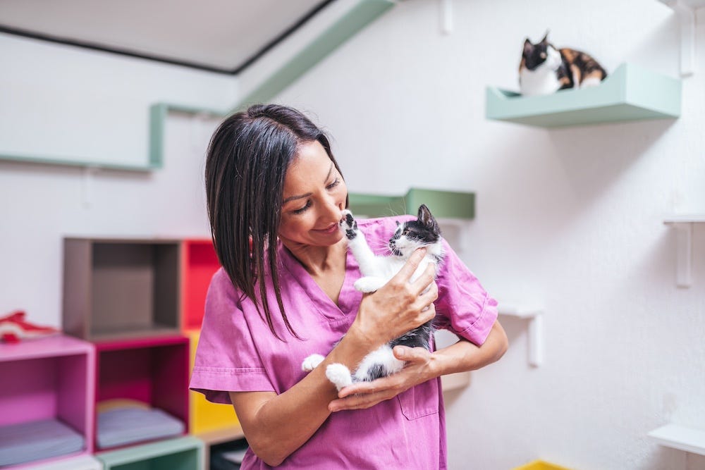woman volunteering at cat shelter