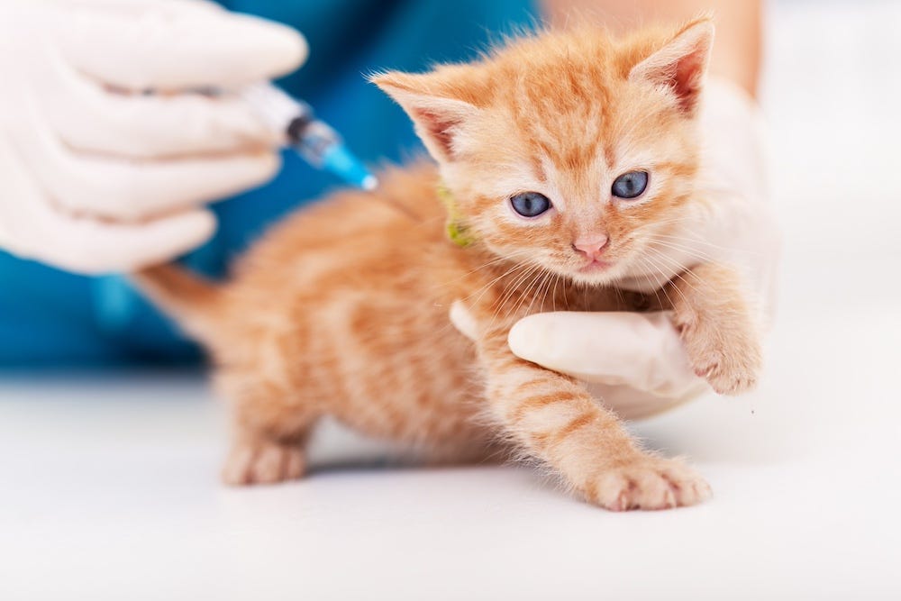 orange tabby kitten getting vaccine