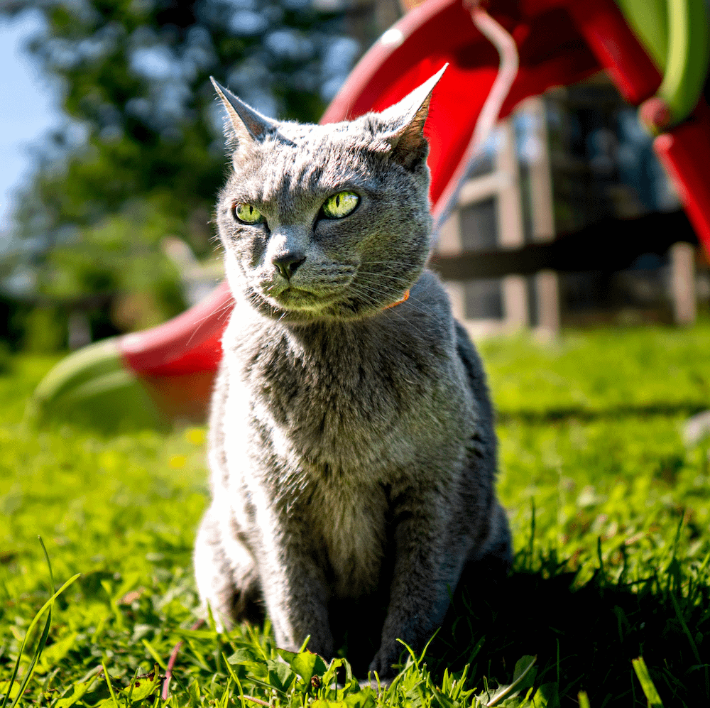 Korat cat outside in grass