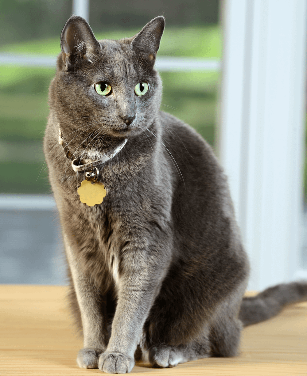 Korat cat sitting up wearing collar