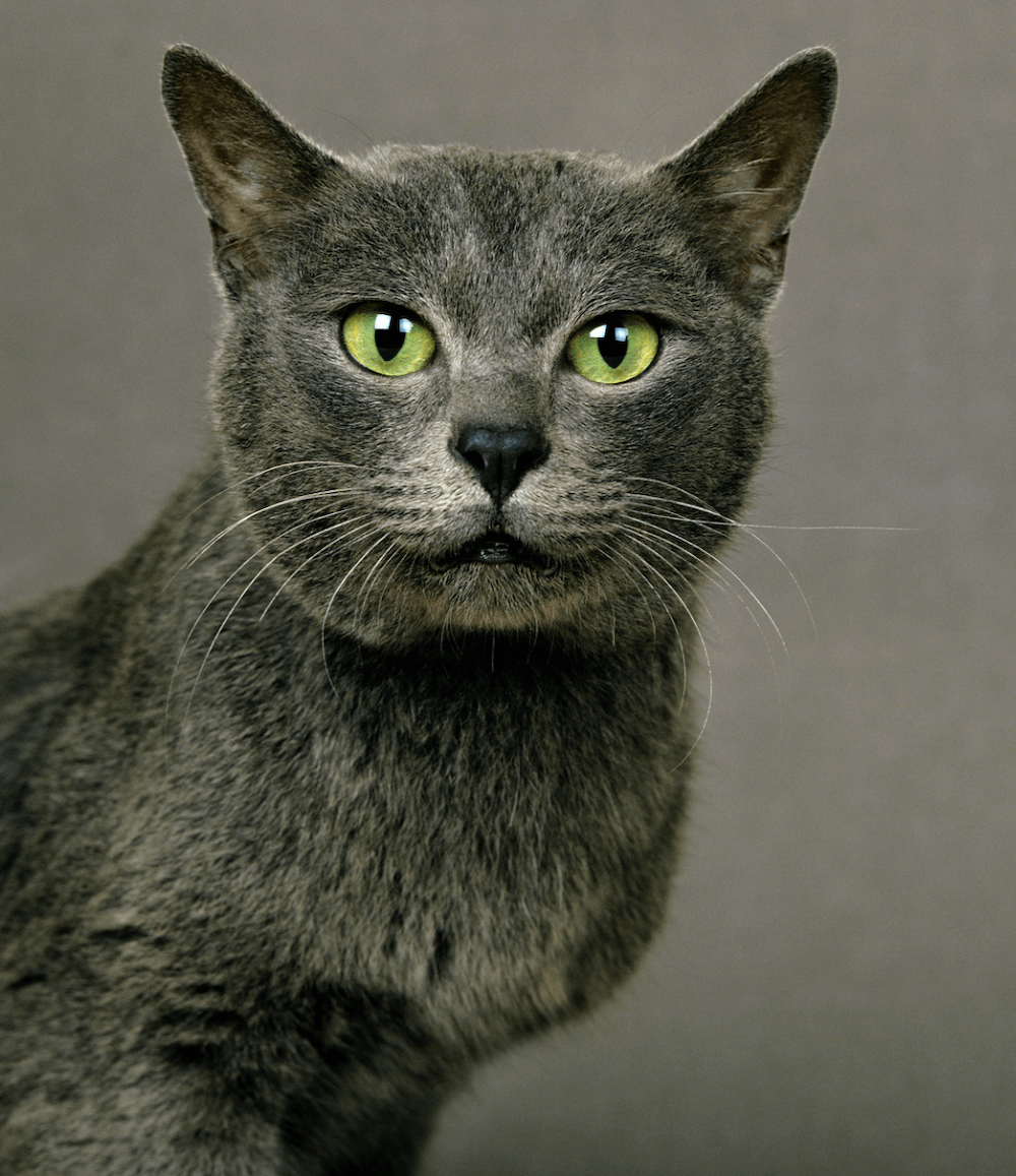Korat cat