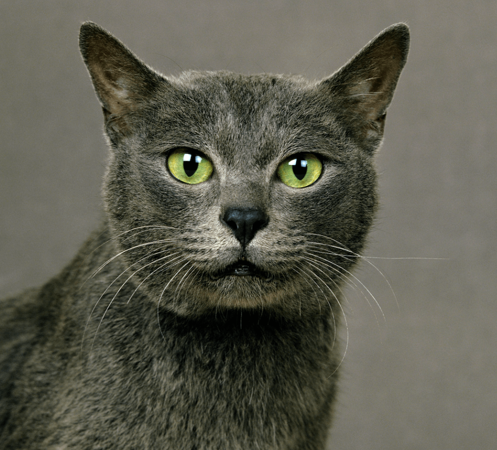 low-shedding Korat cat