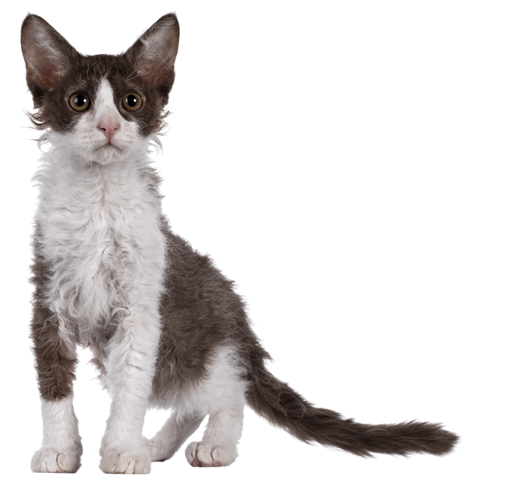 LaPerm Cat Breed Profile - Lovable Short Curly Haired Cats