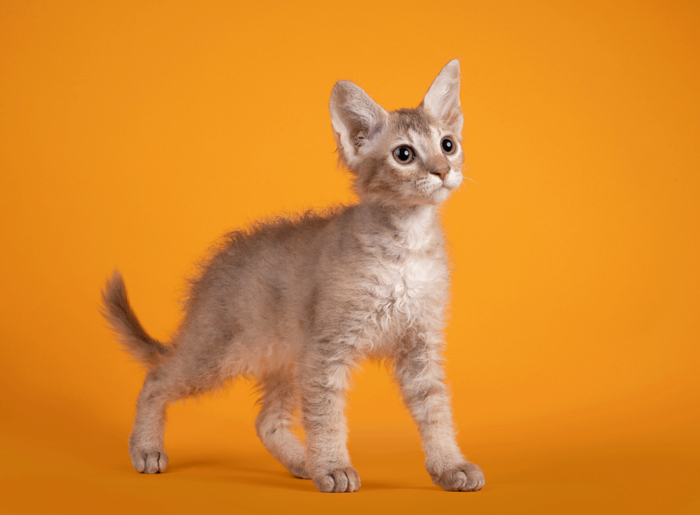 orange tabby LaPerm kitten with short curly fur