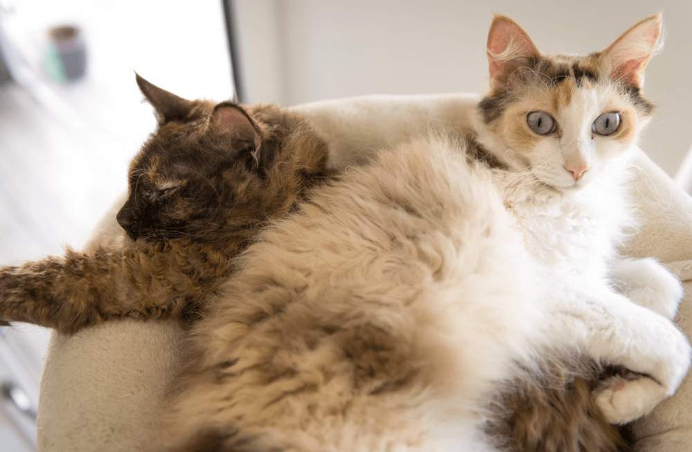 two LaPerm cats with short curly fur