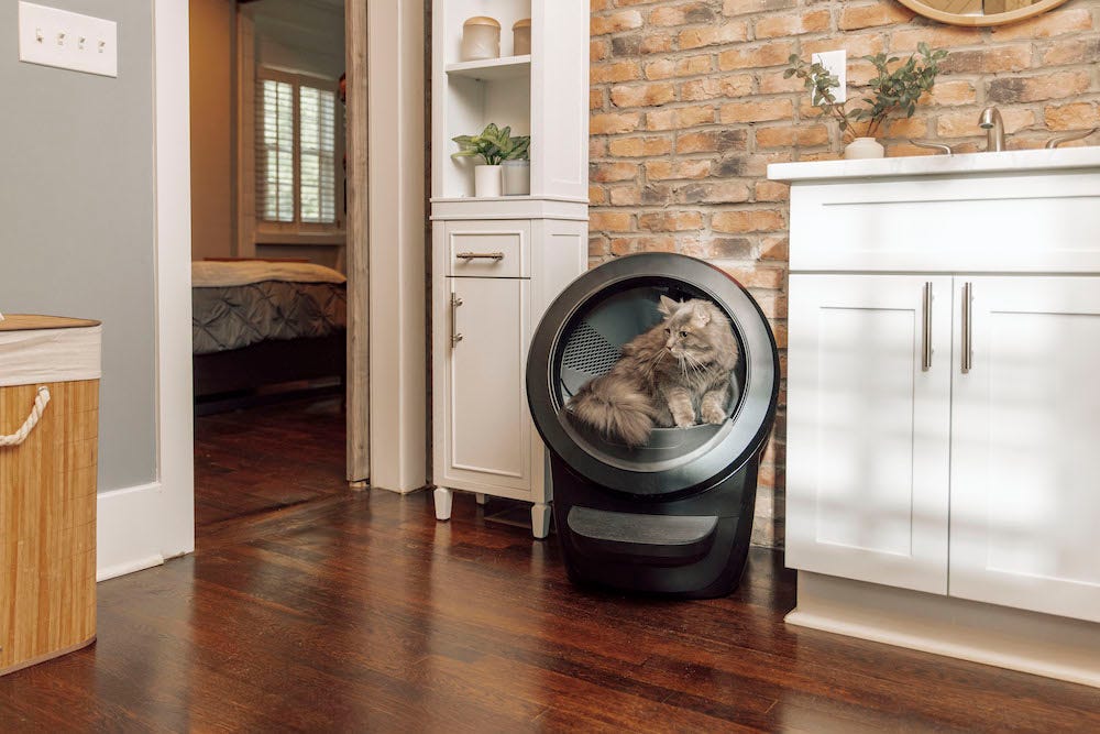 large cat Maine Coon using Litter-Robot 4