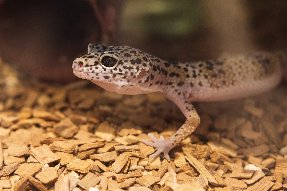 leopard gecko - best low maintenance pets