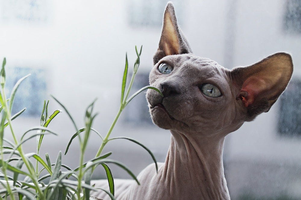 Sphynx cat sniffing plant