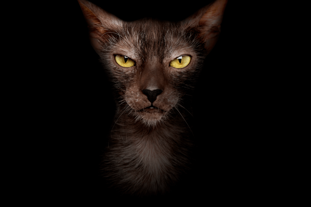Lykoi cat