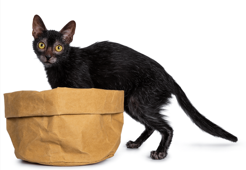 Lykoi cat with bag
