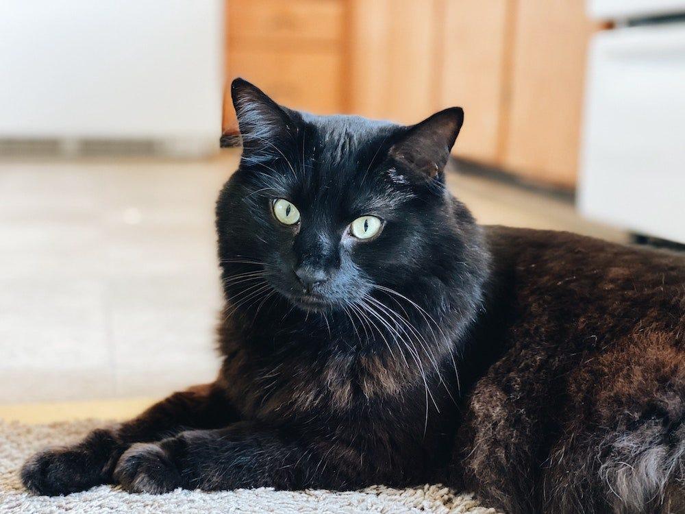 Long shops haired tabby cat