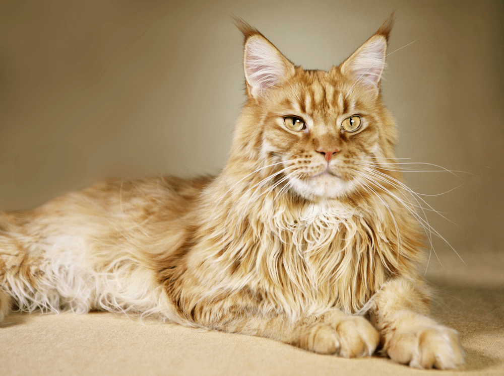Maine Coon cat