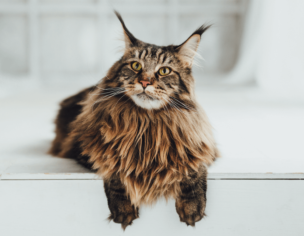 Tempered cat breeds orders