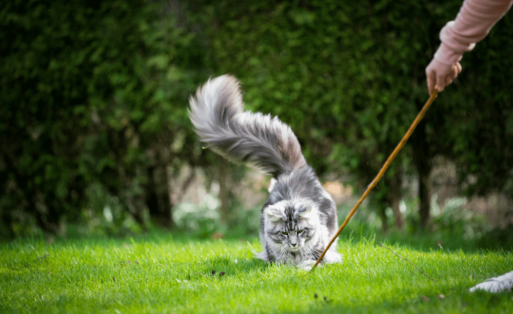Maine Coon cat playing outside