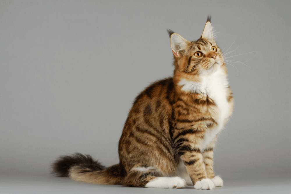 brown tabby Maine Coon