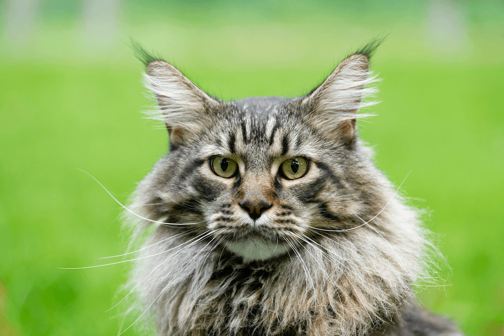 Maine Coon