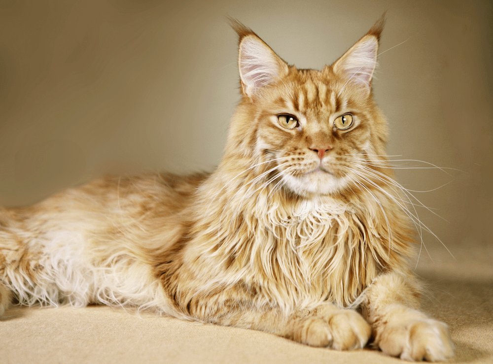 cream Maine Coon cat