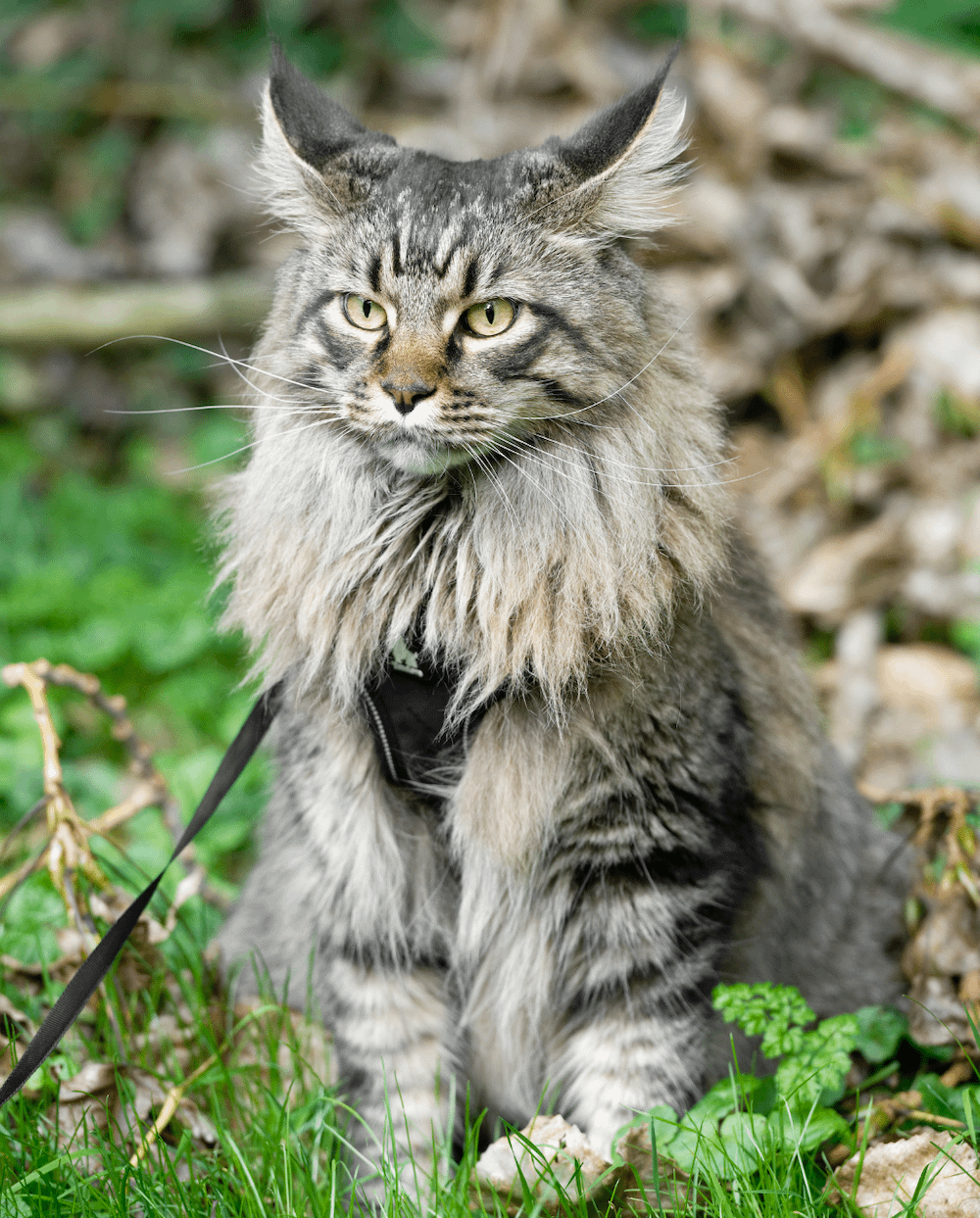 grey tabby Maine Coon on a leash outside