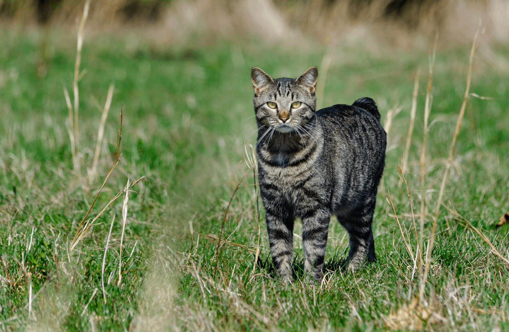 brown tabby Manx cat outside