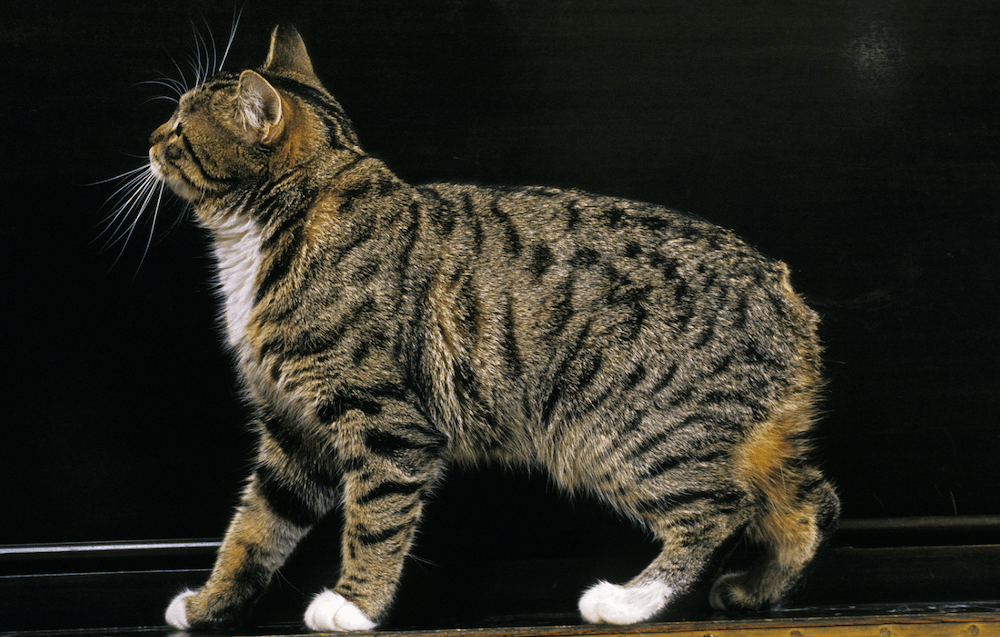 brown tabby Manx cat