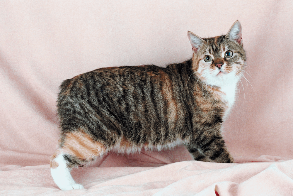 Manx exotic cat breed
