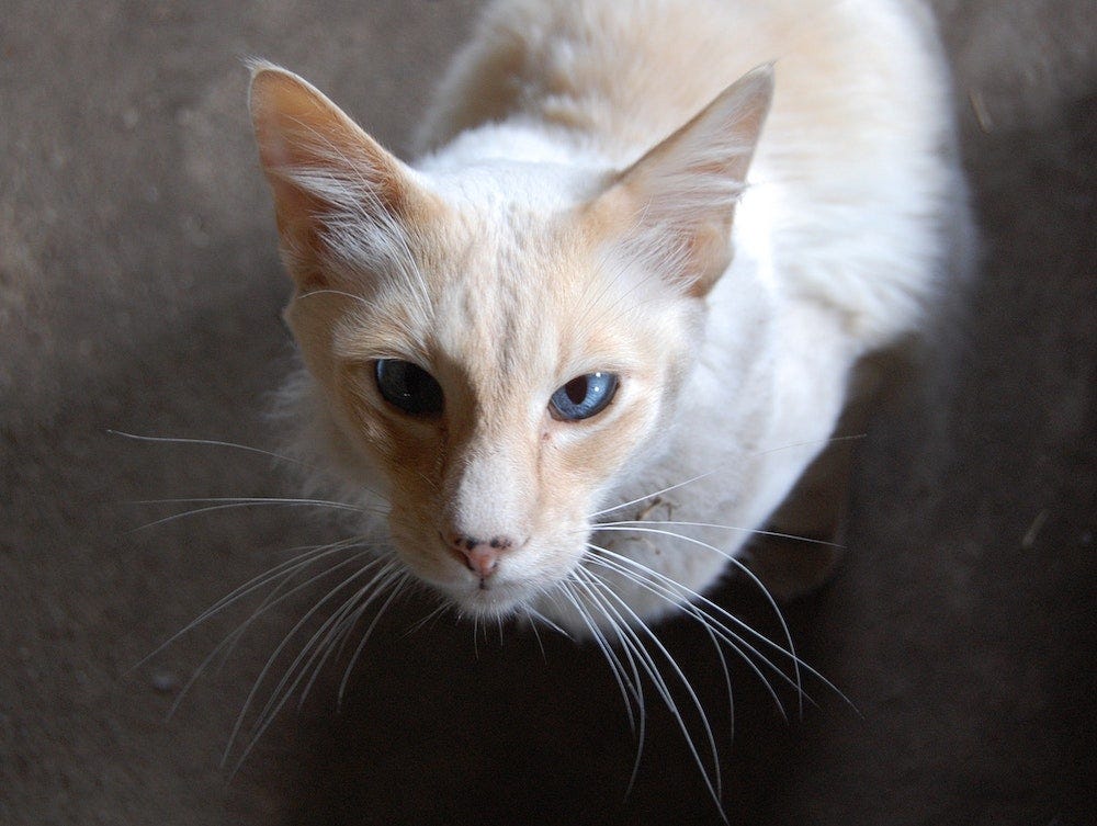 Colorpoint Shorthair - cream point cat