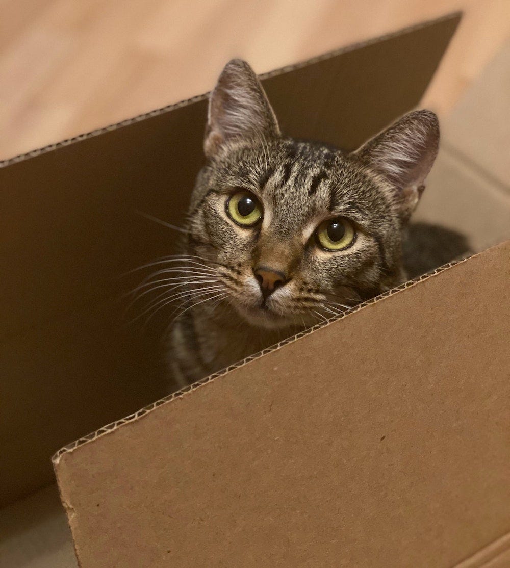 tabby cat sitting in box