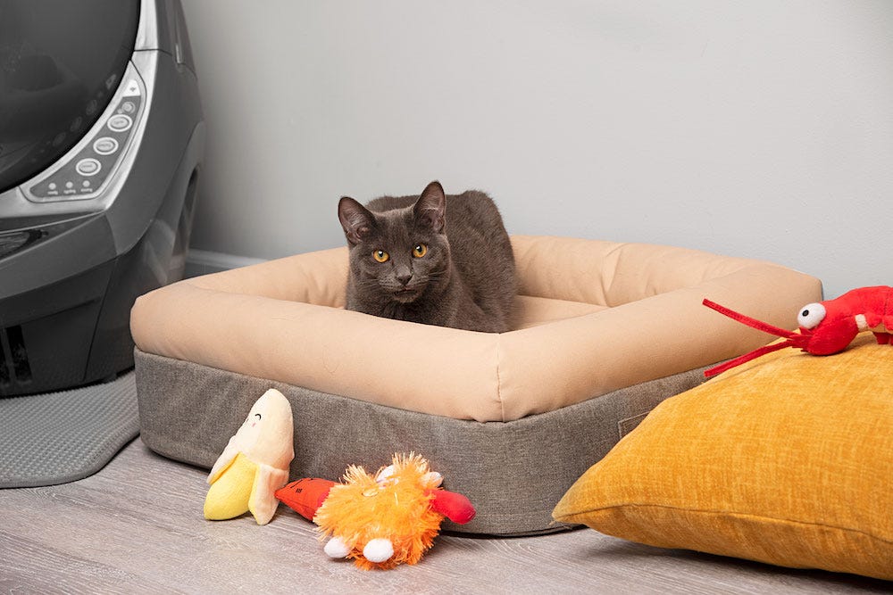 Russian Blue cat sitting in memory foam pet bed next to Litter-Robot