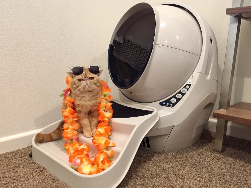 Exotic Shorthair cat on ramp of Litter-Robot