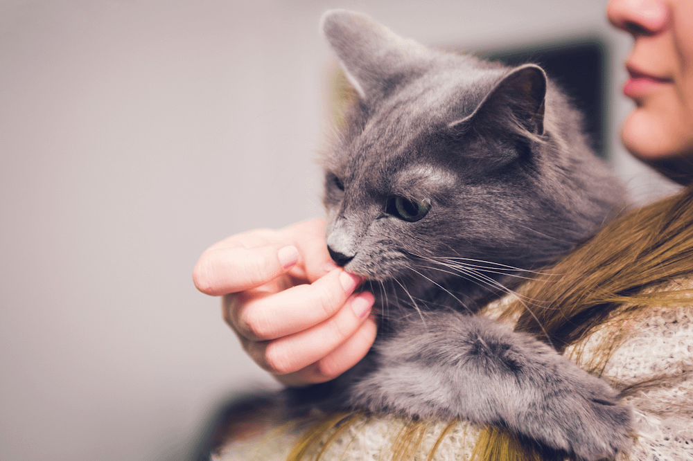 grey long-haired moggy cat in woman's arms - friendliest cat breeds