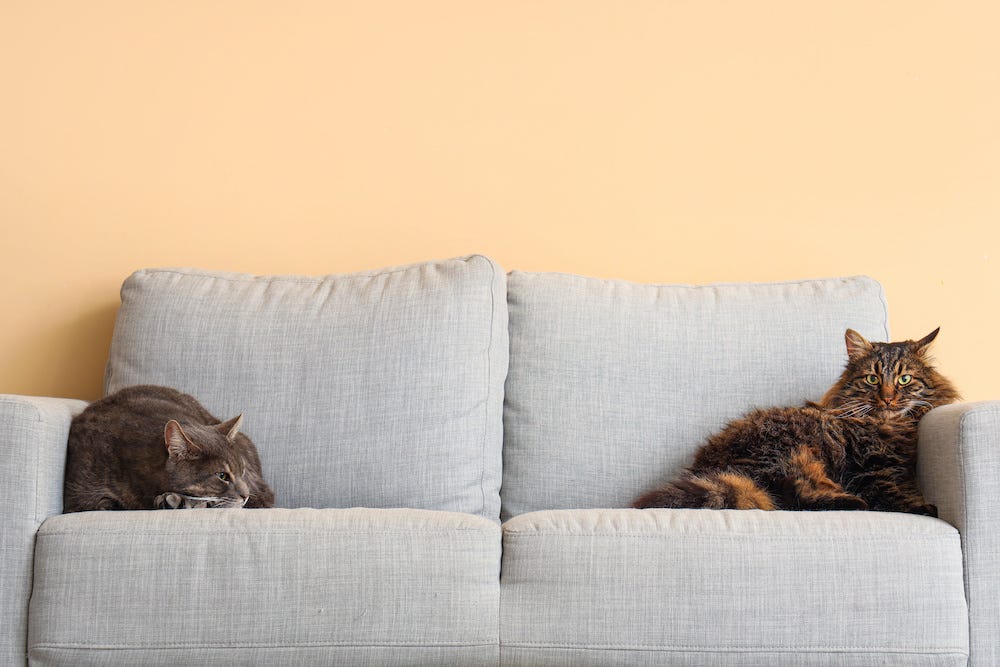 two cats lying on opposite ends of the couch
