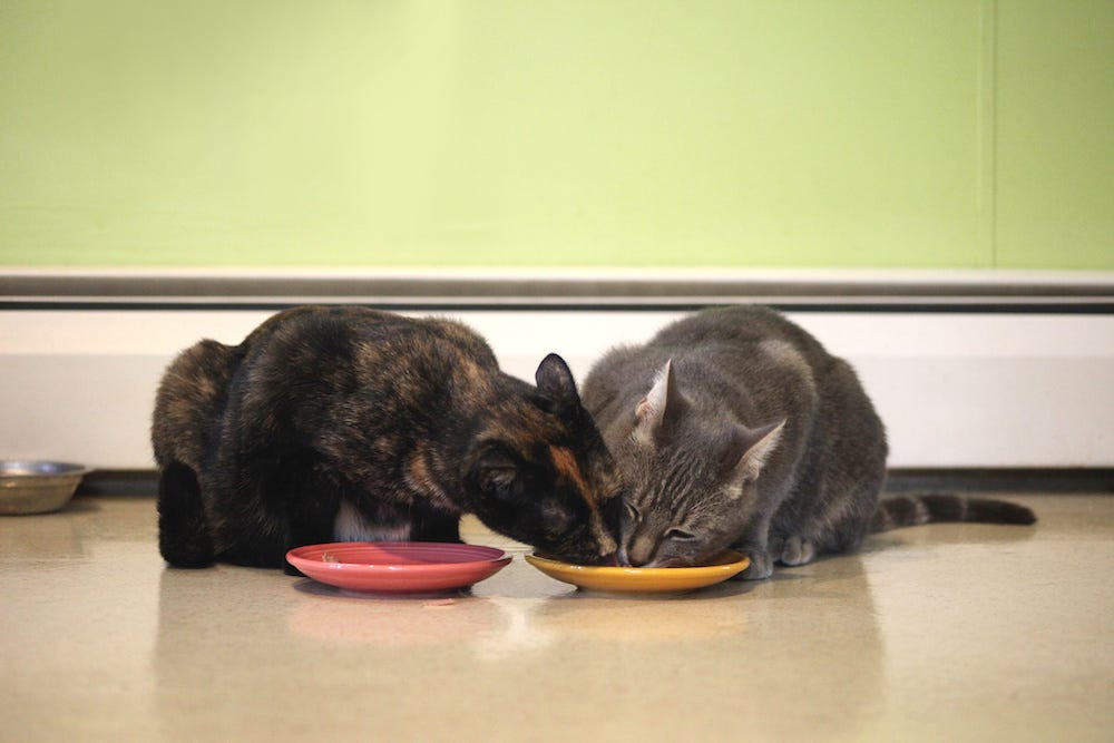 two cats sharing a food dish