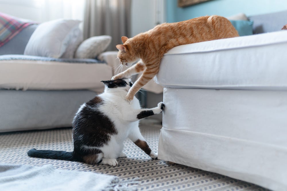 two cats play fighting