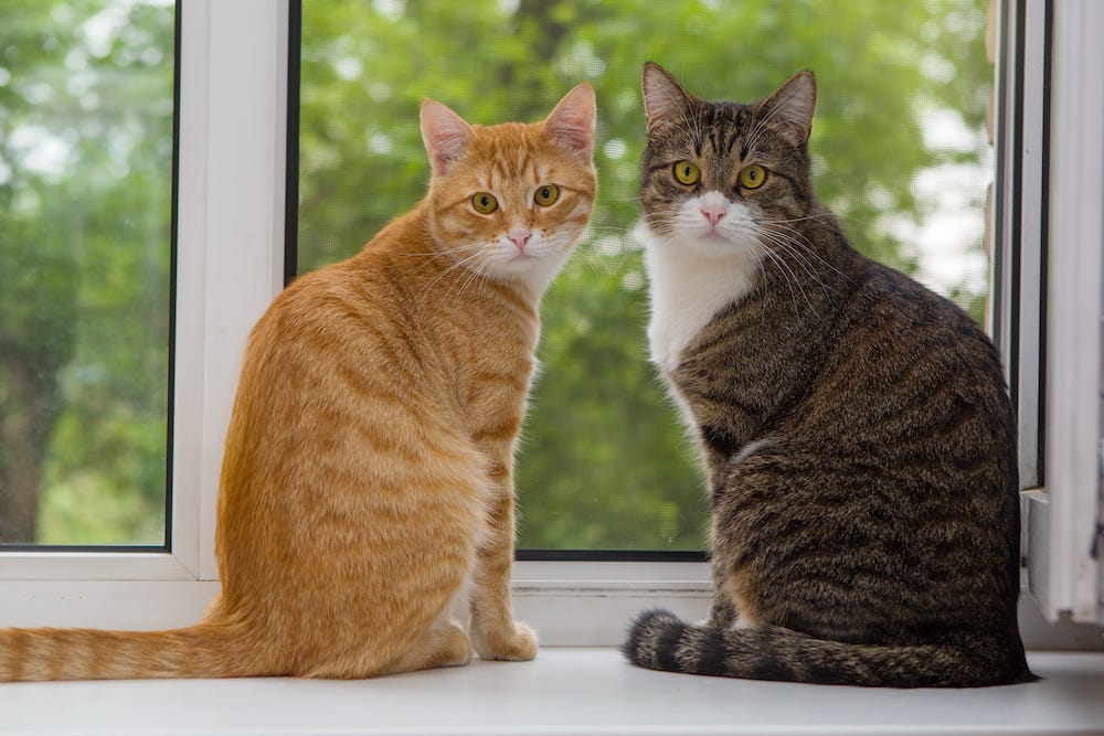two cats sitting next to each other