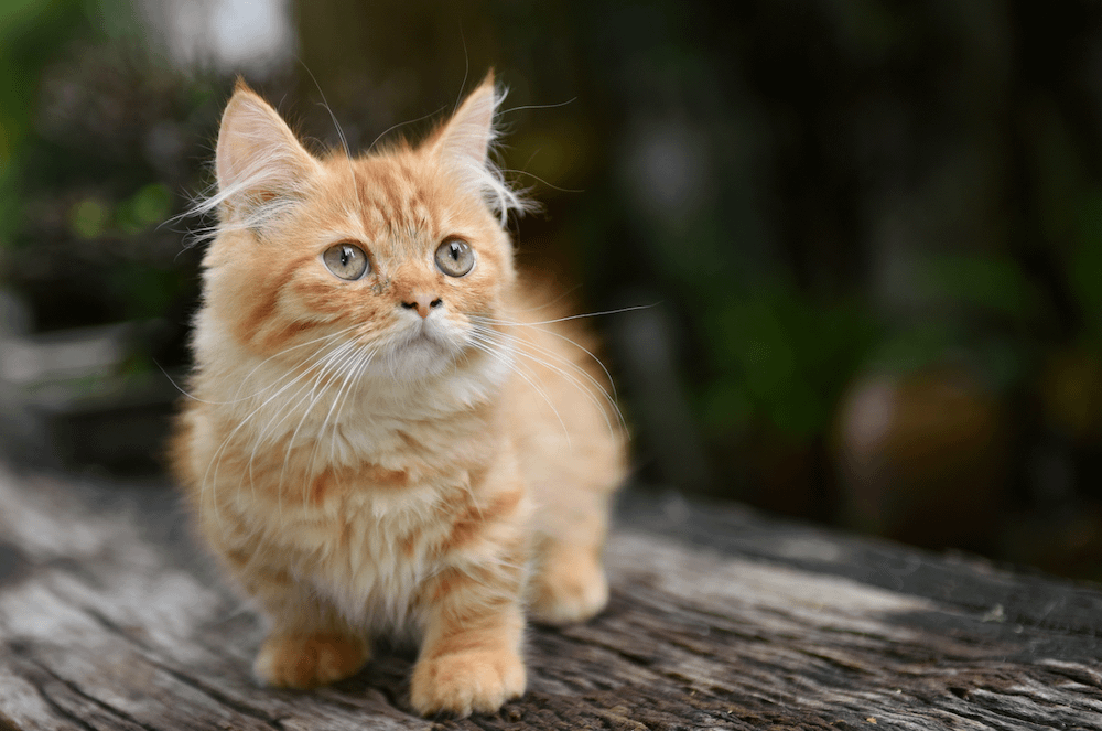 Munchkin cat