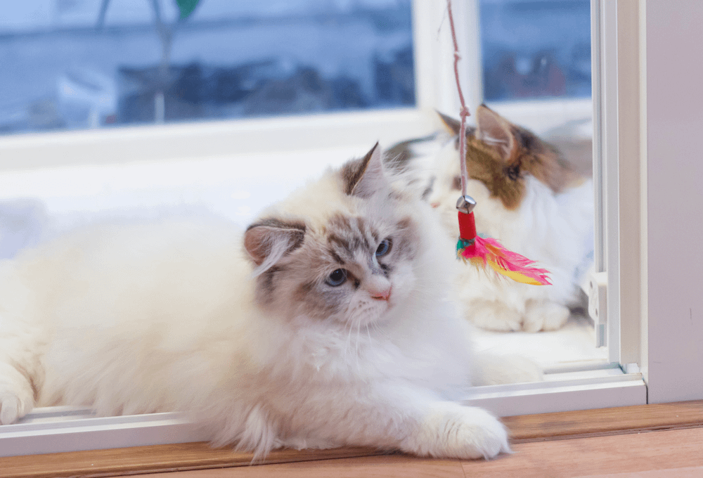Munchkin cats playing