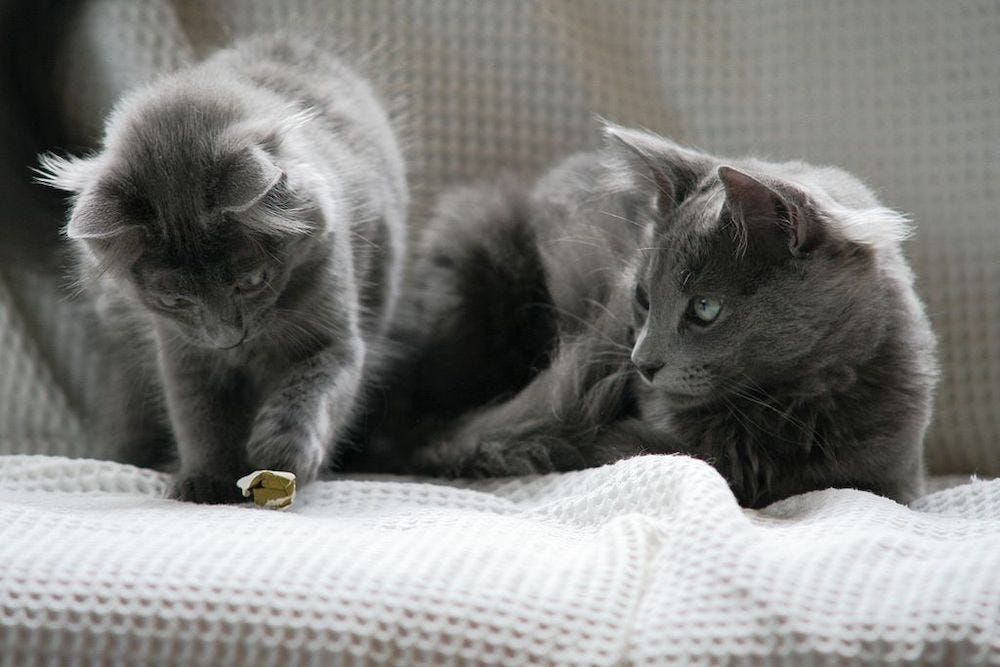 two young Nebelung cats playing on couch