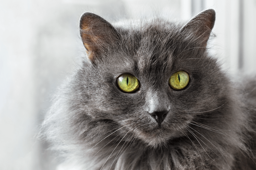 Nebelung cat