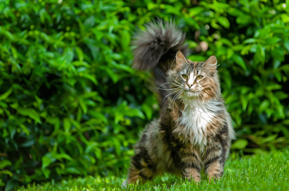 Norwegian Forest cat
