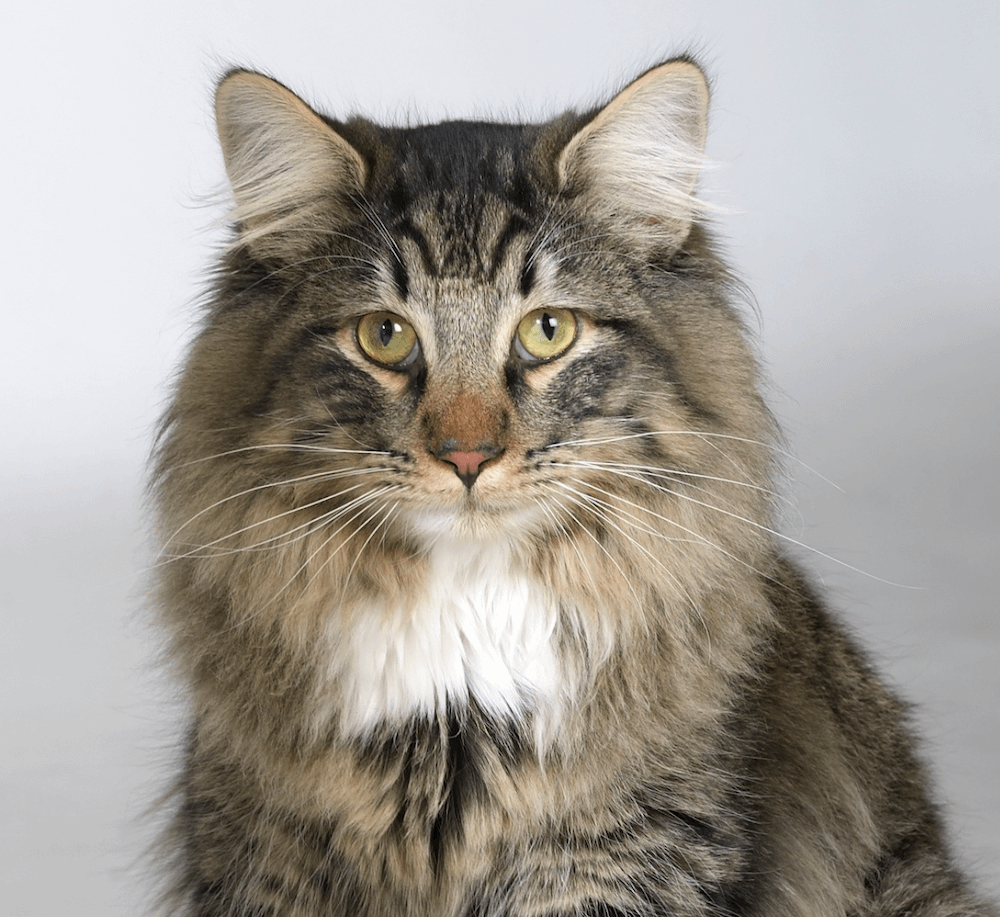 Norwegian Forest cat - friendliest cat breeds