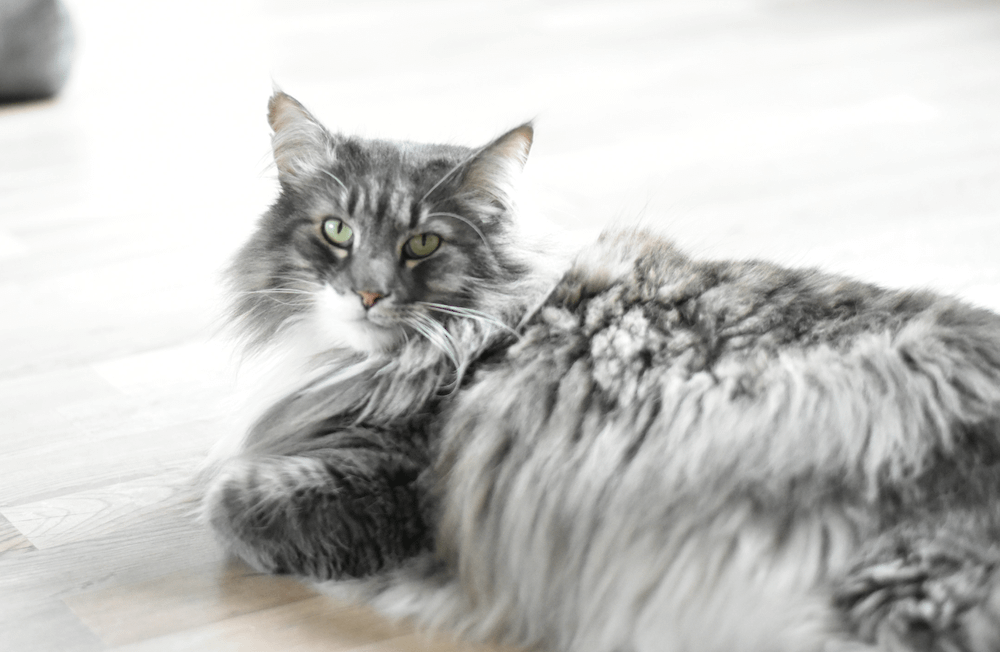Norwegian Forest calm cat breed