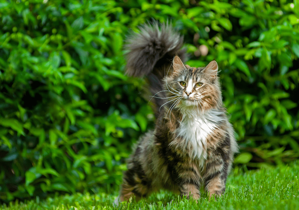 Norwegian Forest cat