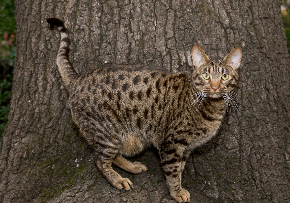 Ocicat in front of tree