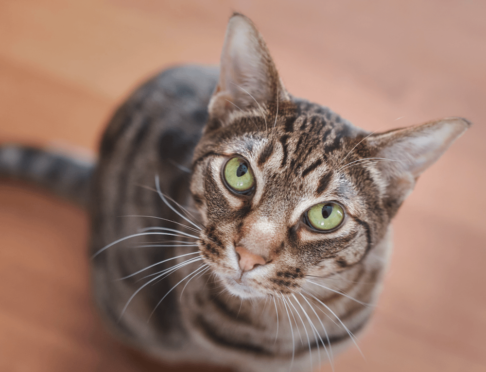 Ocicat looking up