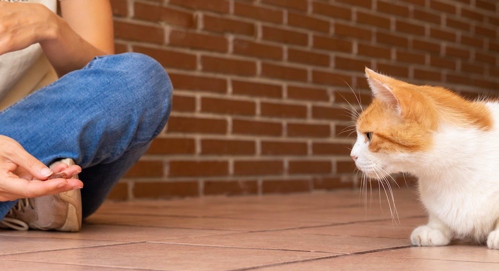 woman offering treat to try to get a cat to like her