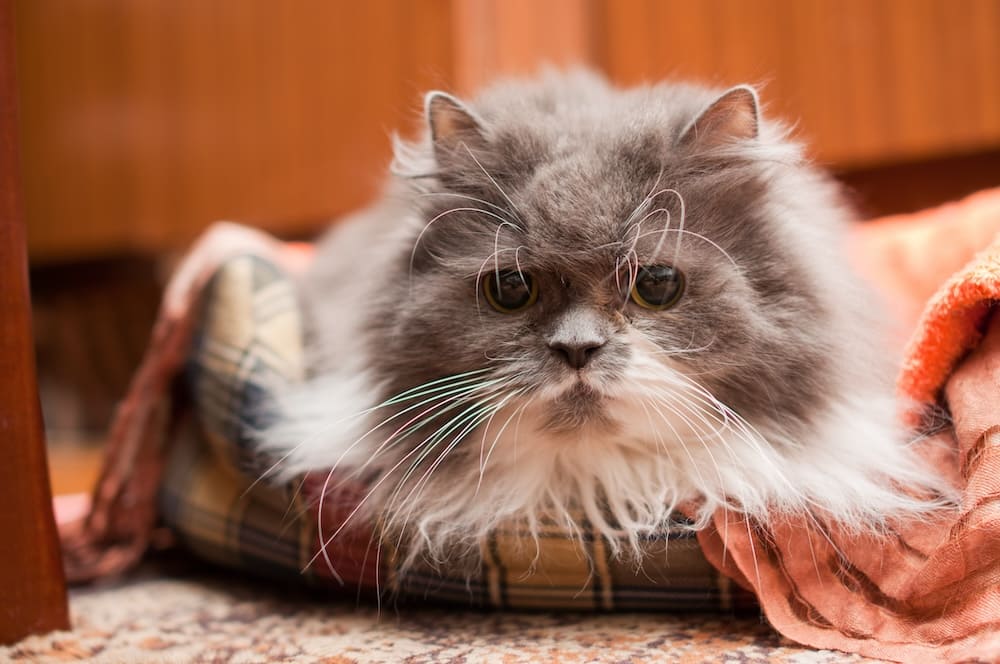 old cat showing signs of aging