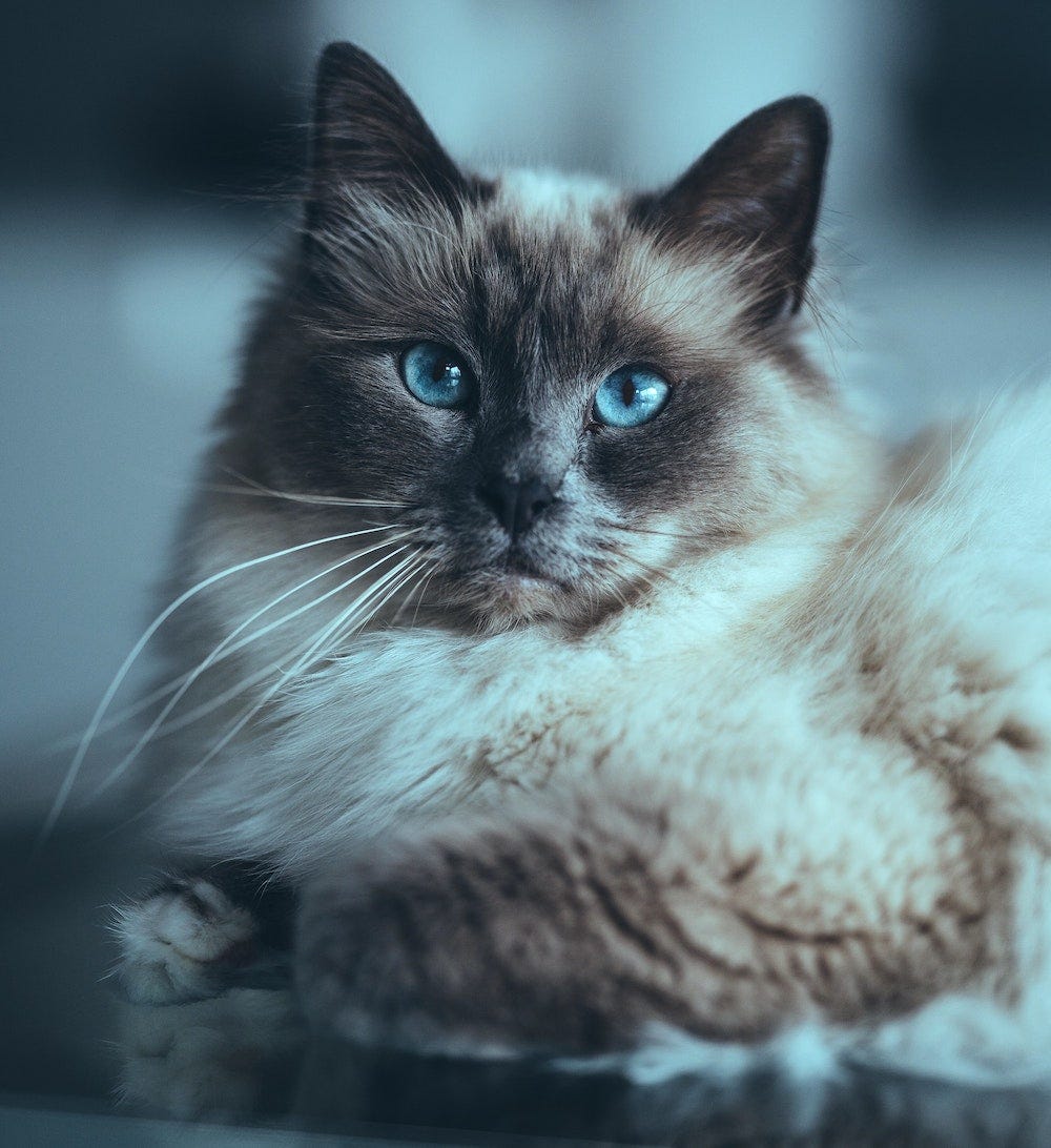 Birman cat sitting